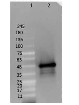 Western Blot of DYKDDDDK (FLAG) Positive Control Lysate. <br />Lane 1: Opal Pre-stained Protein Standard 10-245 kDa.<br />Lane 2: FLAG positive control lysate 10 μg.<br />Block: Blocking Buffer for Fluorescent Western Blotting for 1 hr at RT.<br />Detection Antibody: Anti-FLAG DyLight 488 at 1:10,000 for 1 hr at RT.<br />Expect a band ~48kDa.